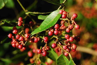 花椒加工，学问深