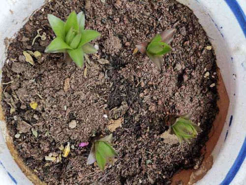 酸性土壤的“忠实粉丝”