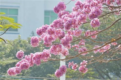 紫花风铃木的花期是何时？能否介绍一下这个时期的特点和观赏价值