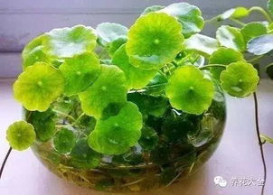 铜钱草去味，如何不留痕迹