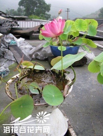 碗莲莲籽播种栽培全程图，如何确保莲籽顺利发芽并健康成长