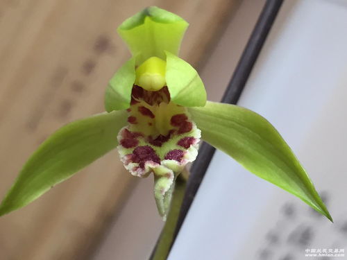 素心兰：纯洁和高雅的象征