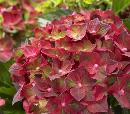 夏季给绣球花换盆会影响其生长吗？