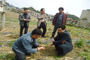 在苗木生长停止前停止施肥