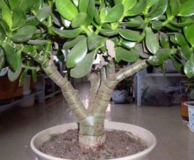 土壤，那个小问题