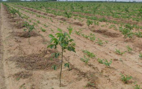 除草剂对核桃树的影响