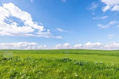 青稞草：高原的明珠