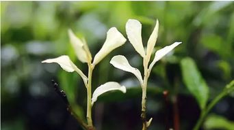 芽点长在一起，去弱扶强