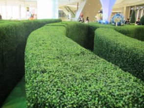 东莞绿化维护费之谜：为何这么高？