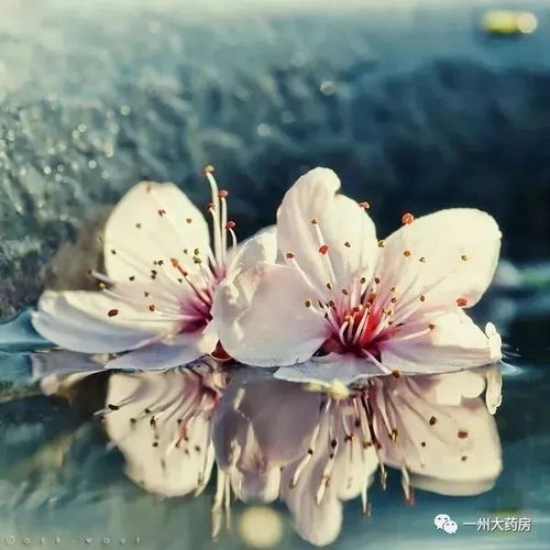 慵懒花开，舒适如诗，花语悠然～