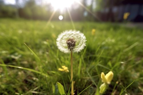 蒲公英：草本植物，非裸子！#植物科普#
