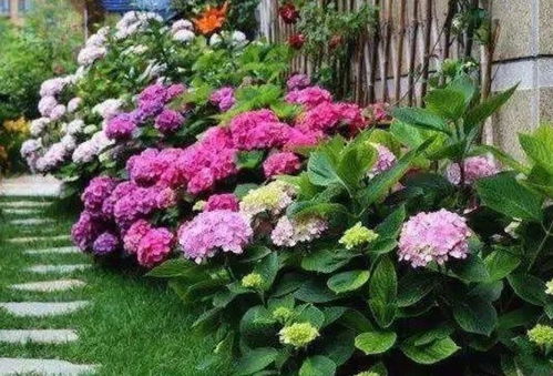 庭院里的花花世界