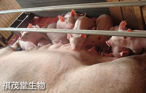 养猪场防潮是防控猪腹泻的关键措施