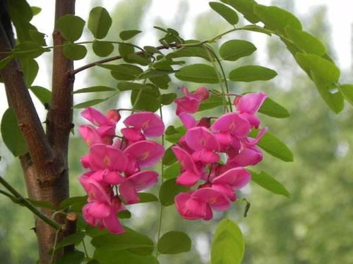 红槐花能吃吗？