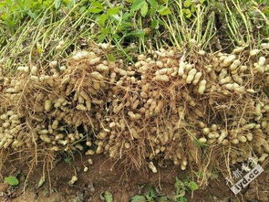 六、施肥时间要讲究“适时”