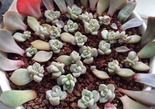 肥料品牌，有推荐吗？