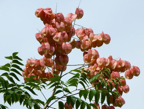 一、 秋季花卉大集合