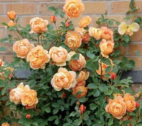 醒花，第一步要做好