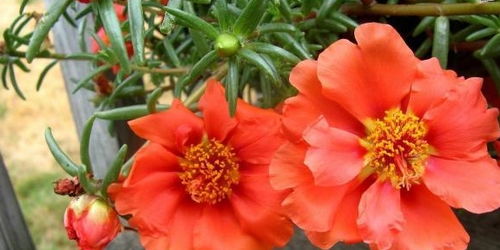 湿度太低， 叶子发黄