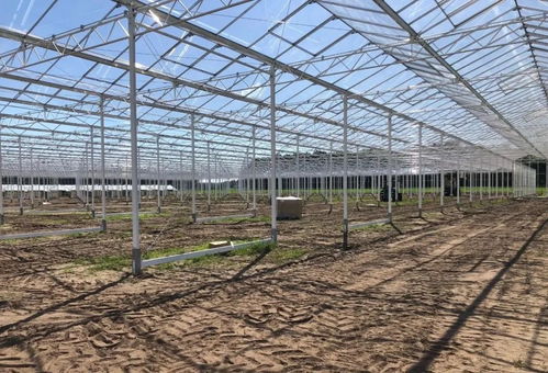 大棚水果种植，市场前景广阔