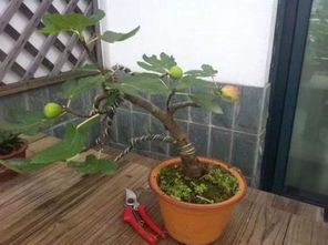 白露至霜降期间，养分储备