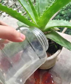 玛格丽特养护技巧中，如何正确使用有机肥料促进玛格丽特生长