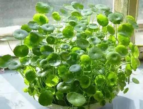 长寿植物中哪些成分具有显著的保健作用
