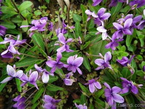 十月份种植地丁的适宜地区