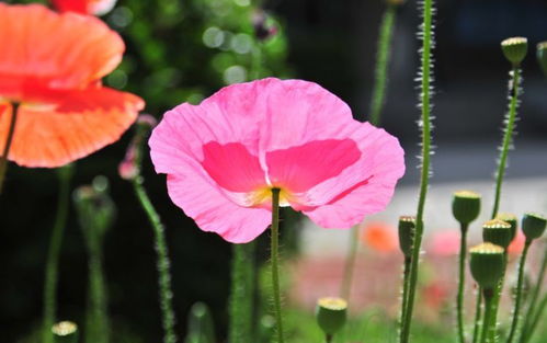 勤学之花——向日葵