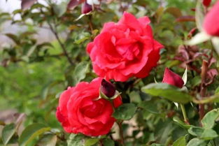 樱桃爱人月季的花期是多久？