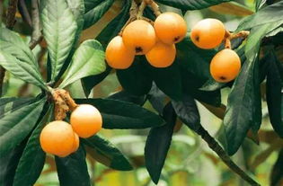 枇杷在贵州的种植适宜性