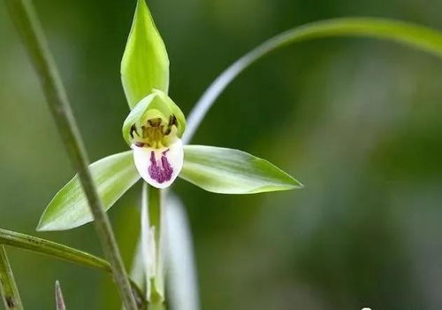 使用多菌灵的注意事项