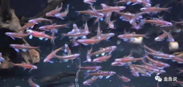 吸引蝴蝶的花卉