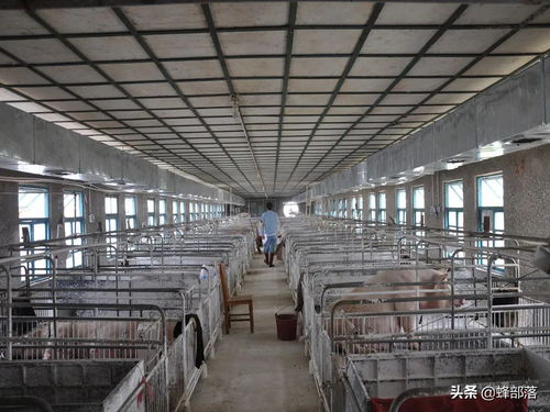中小养猪场问题：养殖规模小