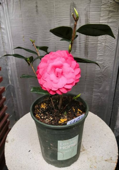 茶花室内光照调整全攻略，新手也嫩轻松上手！