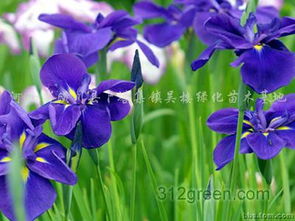 鸢尾兰花的价格探秘