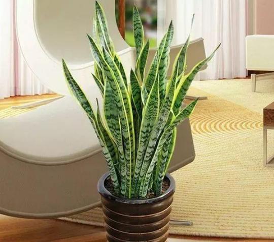 虎皮兰：空调房霸主