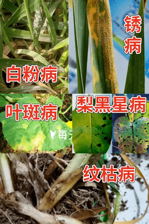 杀菌剂的大家族