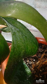 玻利维亚海棠种植要点有哪些？如何才能让它茁壮成长