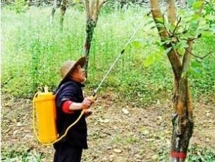 核桃树喷哪种农药既能促进生长又提高产量