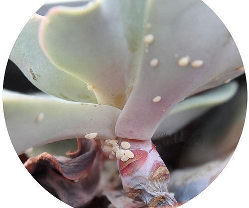 多肉植物灌根时多菌灵的正确使用方法和浓度比例是多少？