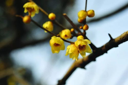 家里种的是哪种腊梅？