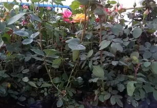 控制植株高度，修剪方法