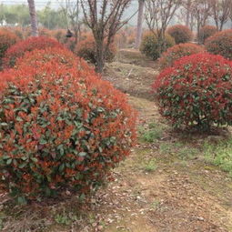 红叶石楠球的价格， 冠径与价格的关系
