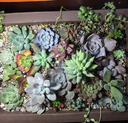 多肉植物一碰就掉叶子是什么原因导致的