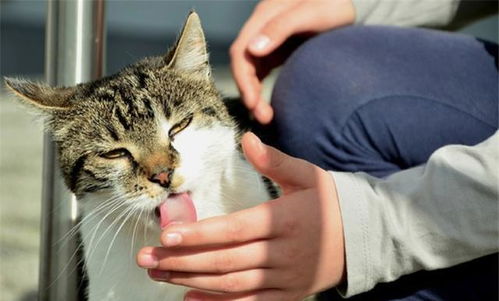 猫咪舔到杀虫剂的严重后果