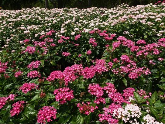 球根魔法：百合与马蹄莲