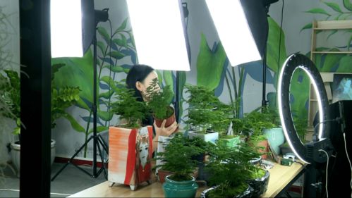 观果植物成为新宠