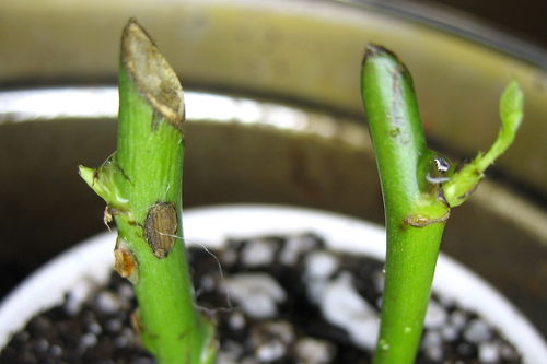 扦插：植物繁殖的魔法手