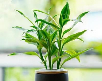 水培富贵竹，这样养护才能更茂盛
